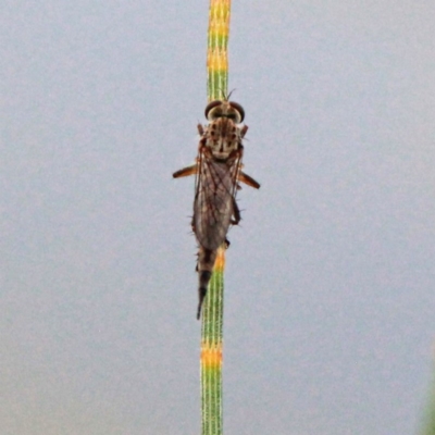 Cerdistus sp. (genus) (Yellow Slender Robber Fly) at Throsby, ACT - 27 Nov 2020 by davobj