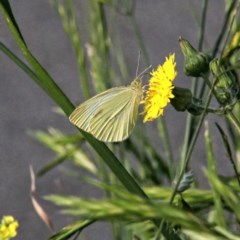 Pieris rapae (Cabbage White) at Throsby, ACT - 27 Nov 2020 by davobj