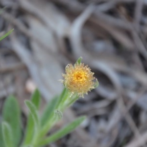 Coronidium scorpioides at Wamboin, NSW - 27 Sep 2020