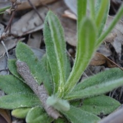 Coronidium scorpioides at Wamboin, NSW - 27 Sep 2020