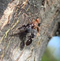 Acanthonevroides jarvisi (A fruit fly) at Cook, ACT - 21 Nov 2020 by CathB