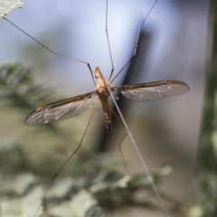 Leptotarsus (Macromastix) costalis (Common Brown Crane Fly) at Cook, ACT - 27 Nov 2020 by AlisonMilton