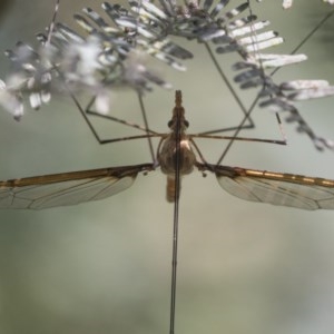 Leptotarsus (Macromastix) costalis at Cook, ACT - 27 Nov 2020