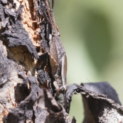Eurepa marginipennis (Mottled bush cricket) at Holt, ACT - 26 Nov 2020 by AlisonMilton
