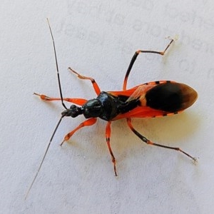 Ectomocoris ornatus at Crooked Corner, NSW - 10 Oct 2020