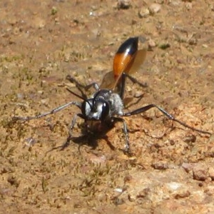 Podalonia tydei at Holt, ACT - 24 Nov 2020