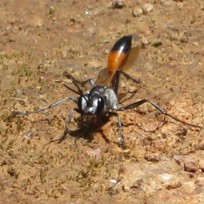 Podalonia tydei (Caterpillar-hunter wasp) at Woodstock Nature Reserve - 23 Nov 2020 by Christine