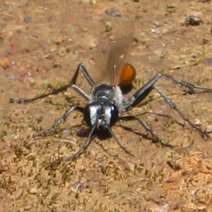 Podalonia tydei at Holt, ACT - 24 Nov 2020