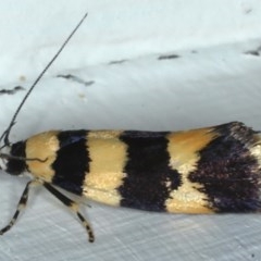 Lichenaula arisema (A Xyloryctine moth) at Ainslie, ACT - 25 Nov 2020 by jb2602