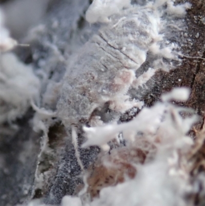 Coccoidea (superfamily) (Mealy bug or scale insect) at Cook, ACT - 21 Nov 2020 by CathB