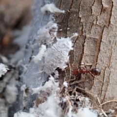 Coccoidea (superfamily) at Cook, ACT - suppressed