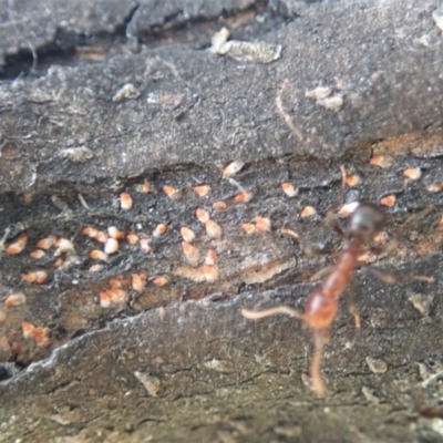 Monophlebulus sp. (genus) by CathB
