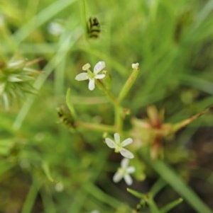 Stylidium despectum at Cook, ACT - 22 Nov 2020 12:27 AM