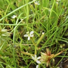 Stylidium despectum at Cook, ACT - 22 Nov 2020 12:27 AM