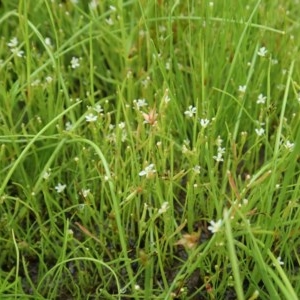 Stylidium despectum at Cook, ACT - 22 Nov 2020 12:27 AM