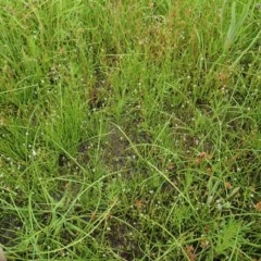 Stylidium despectum at Cook, ACT - 22 Nov 2020 12:27 AM