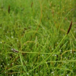 Eleocharis atricha at Cook, ACT - 22 Nov 2020