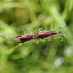 Eleocharis atricha at Cook, ACT - 22 Nov 2020