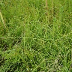 Eleocharis atricha at Cook, ACT - 22 Nov 2020