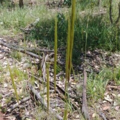 Austrostipa densiflora (Foxtail Speargrass) at Hackett, ACT - 25 Nov 2020 by Avery