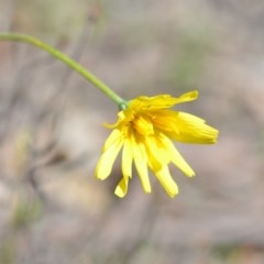 Microseris walteri (Yam Daisy, Murnong) at Wamboin, NSW - 30 Sep 2020 by natureguy