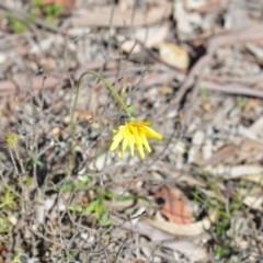 Microseris walteri at Wamboin, NSW - 30 Sep 2020