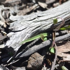 Microseris walteri at Wamboin, NSW - 30 Sep 2020