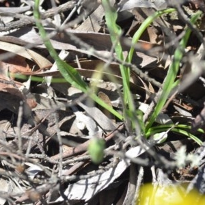 Microseris walteri at Wamboin, NSW - 30 Sep 2020