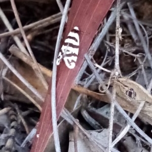 Lepidoscia cataphracta at Fadden, ACT - 28 Nov 2020