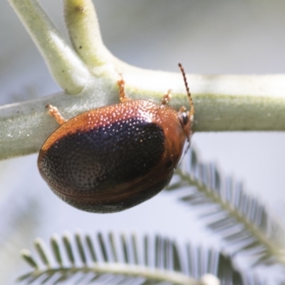 Dicranosterna immaculata (Acacia leaf beetle) at Cook, ACT - 27 Nov 2020 by AlisonMilton