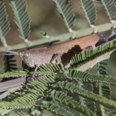 Goniaea opomaloides (Mimetic Gumleaf Grasshopper) at Mount Painter - 26 Nov 2020 by AlisonMilton