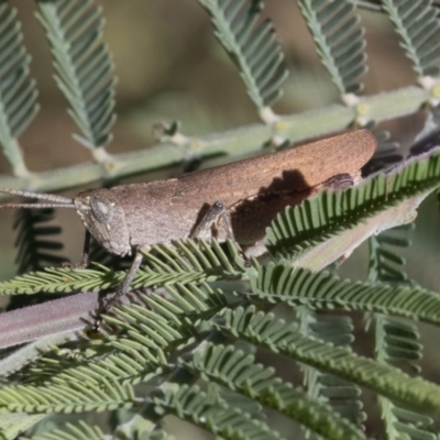 Goniaea opomaloides (Mimetic Gumleaf Grasshopper) at Cook, ACT - 27 Nov 2020 by AlisonMilton