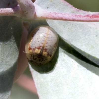 Paropsisterna m-fuscum (Eucalyptus Leaf Beetle) at Cook, ACT - 27 Nov 2020 by AlisonMilton