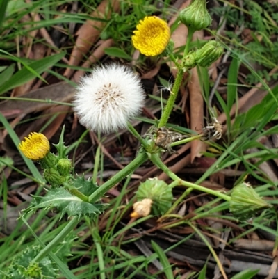 Sonchus asper (Prickly Sowthistle) at Cook, ACT - 23 Nov 2020 by drakes