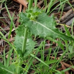 Sonchus asper at Cook, ACT - 23 Nov 2020 10:10 PM