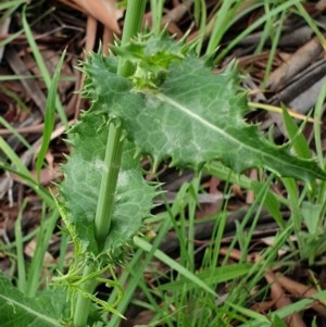 Sonchus asper at Cook, ACT - 23 Nov 2020