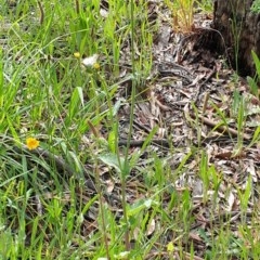 Sonchus oleraceus at Cook, ACT - 23 Nov 2020