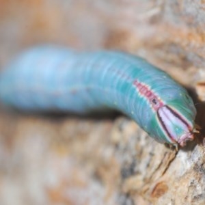 Destolmia lineata at Denman Prospect, ACT - 24 Nov 2020