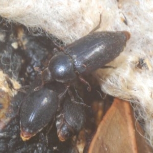 Dermestes maculatus at Denman Prospect, ACT - 24 Nov 2020 12:44 AM