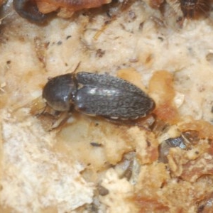 Dermestes maculatus at Denman Prospect, ACT - 24 Nov 2020 12:44 AM