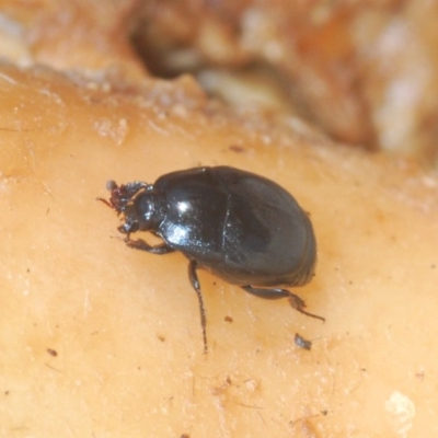 Saprininae sp. (subfamily) (Saprininae sp. (subfamily)) at Denman Prospect, ACT - 24 Nov 2020 by Harrisi