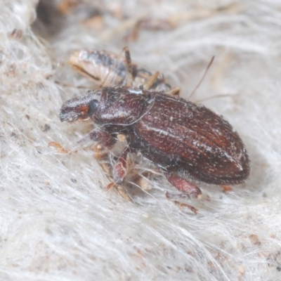 Listroderes sp. (genus) (Listroderes sp. (genus)) at Denman Prospect, ACT - 23 Nov 2020 by Harrisi