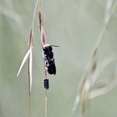 Megachile lucidiventris (Resin bee, Megachilid bee) at Fowles St. Woodland, Weston - 27 Nov 2020 by AliceH