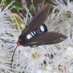 Hestiochora furcata (A zygaenid moth) at Mount Jerrabomberra - 23 Nov 2020 by Harrisi