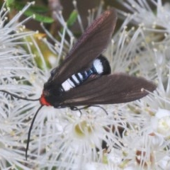 Hestiochora furcata (A zygaenid moth) at Mount Jerrabomberra - 24 Nov 2020 by Harrisi