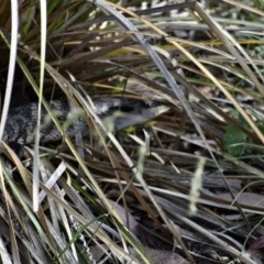 Tiliqua scincoides scincoides (Eastern Blue-tongue) at Weston, ACT - 26 Nov 2020 by AliceH