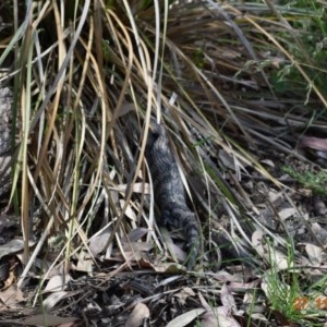 Tiliqua scincoides scincoides at Weston, ACT - 26 Nov 2020