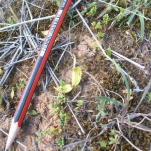 Ophioglossum lusitanicum at Nangus, NSW - 24 Sep 2019 05:01 AM