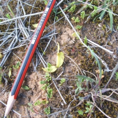 Ophioglossum lusitanicum (Adder's Tongue) at Nangus, NSW - 24 Sep 2019 by abread111