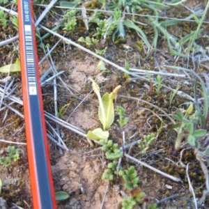 Ophioglossum lusitanicum at Nangus, NSW - 24 Sep 2019 05:01 AM